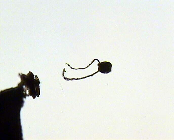 Сумка гриба Phialea со спорами; фото М.Комбаровой